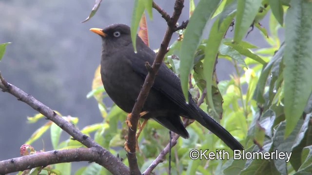 Sooty Thrush - ML201004481