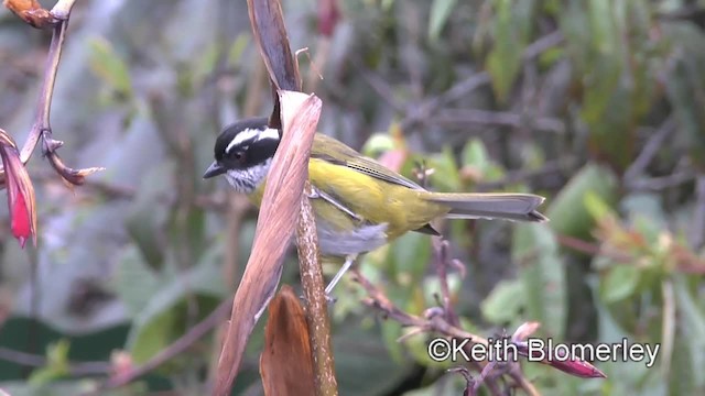 マミジロヤブフウキンチョウ - ML201004491