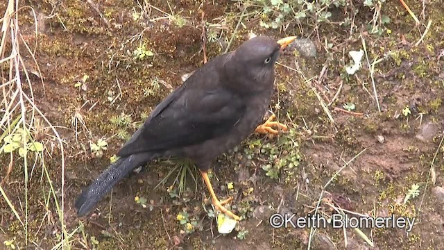 Sooty Thrush - ML201004501