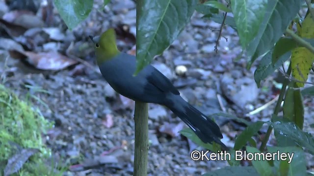 Long-tailed Silky-flycatcher - ML201004541