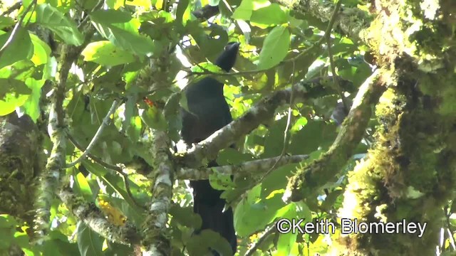 Schwarzguan - ML201004581