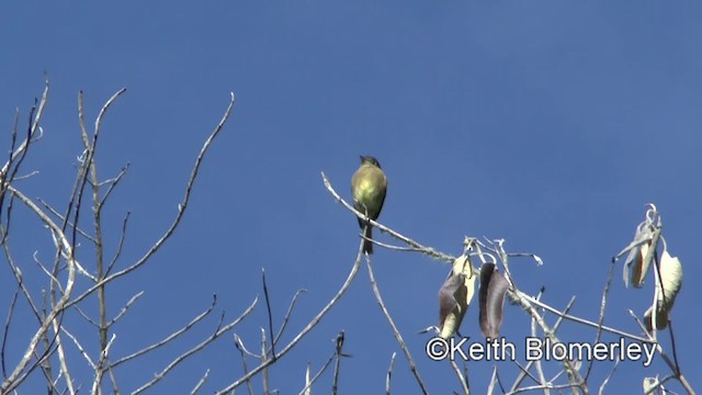 Black-capped Flycatcher - ML201004591