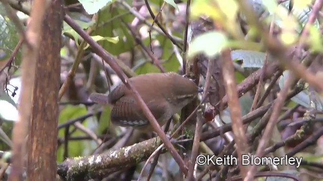 Timberline Wren - ML201004611