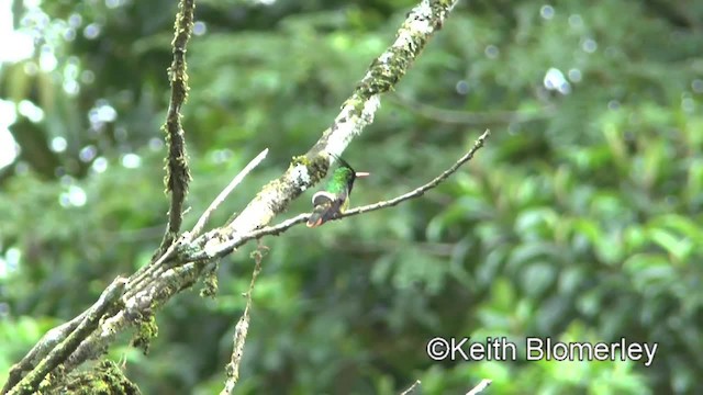 Black-crested Coquette - ML201004621