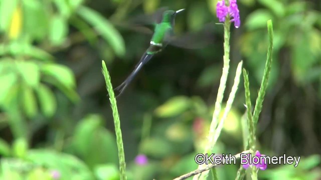 Green Thorntail - ML201004641