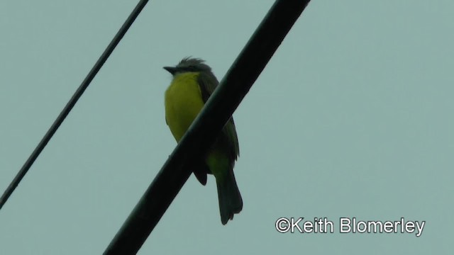 Gray-capped Flycatcher - ML201004691