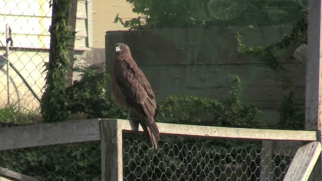 Swamp Harrier - ML201004961