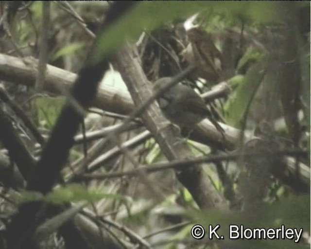 White-gorgeted Flycatcher - ML201005051