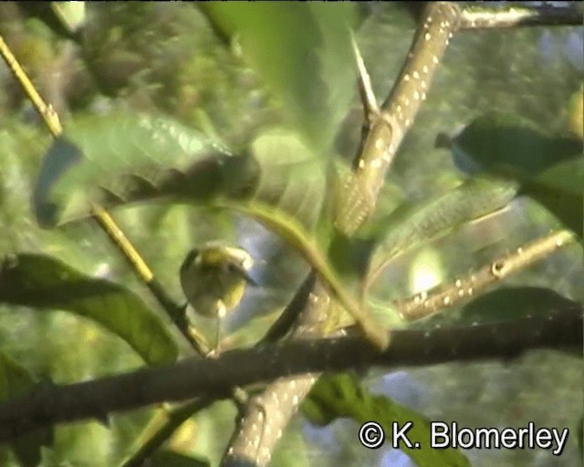 Buff-barred Warbler - ML201005101