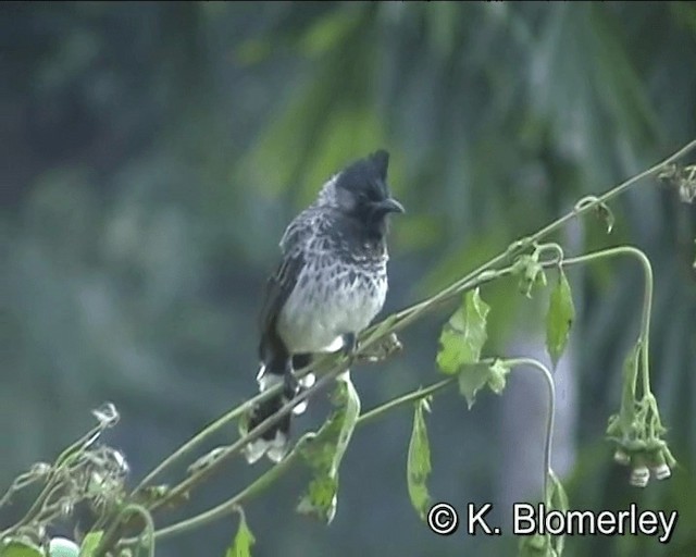 Red-vented Bulbul - ML201005121