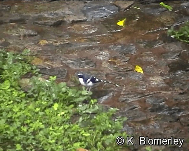 Slaty-backed Forktail - ML201005181