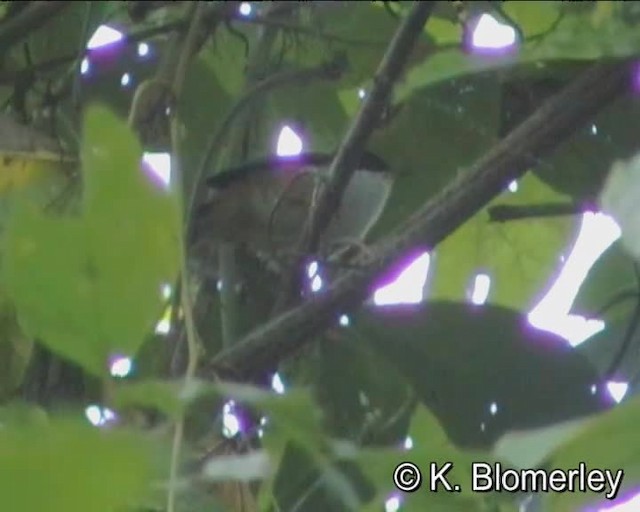 Rufous-backed Sibia - ML201005211