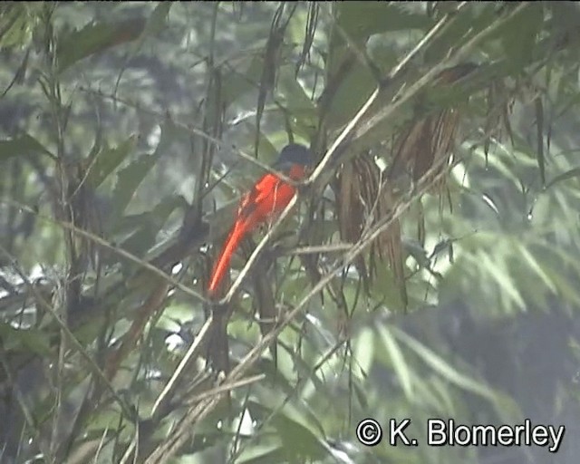 Scarlet Minivet (Scarlet) - ML201005291