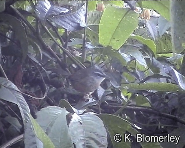 Prinia à sourcils - ML201005331