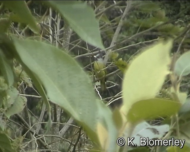 Crested Finchbill - ML201005361