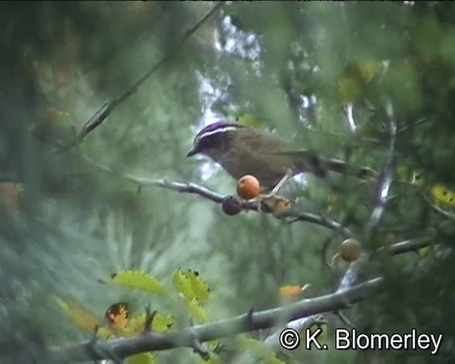 Rusty-capped Fulvetta - ML201005381