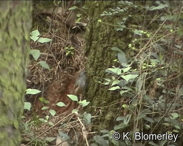 eikefulvetta - ML201005391