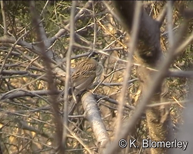 Yellow-browed Bunting - ML201005441
