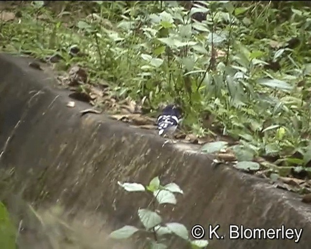 Black-backed Forktail - ML201005461