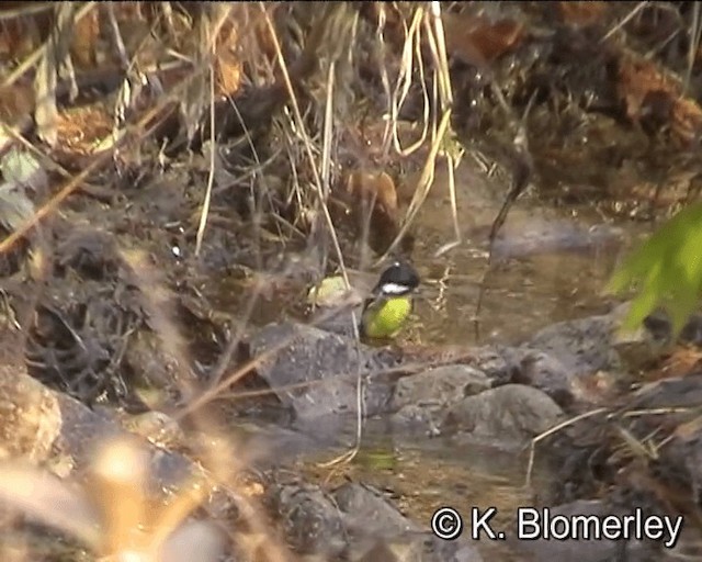 Yellow-bellied Tit - ML201005501