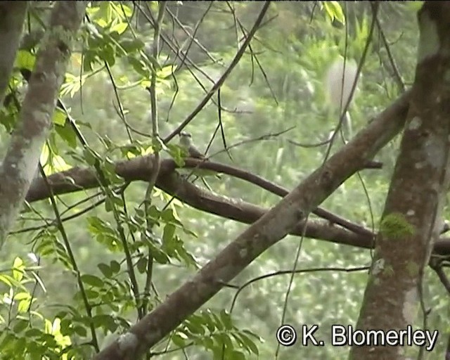 粉紅山椒鳥 - ML201005511