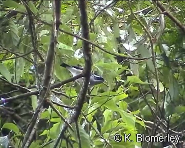 White-browed Shrike-Babbler (Gray-breasted) - ML201005521