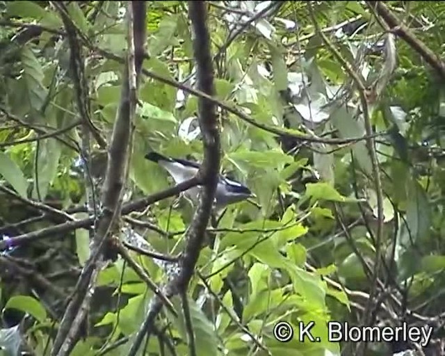 Vireo Alcaudón Cejiblanco (ricketti) - ML201005521