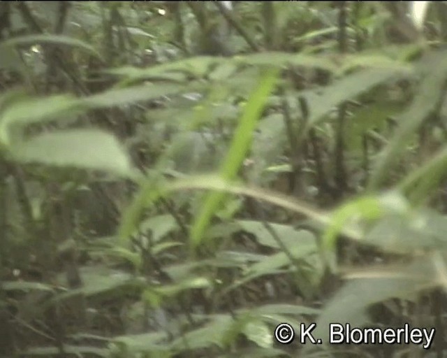 Slaty-bellied Tesia - ML201005551