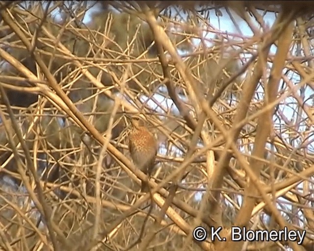 drozd rezavý - ML201005561