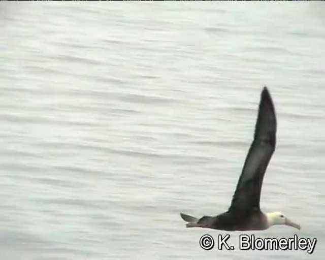 Waved Albatross - ML201005581