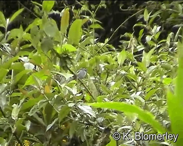 Unstreaked Tit-Tyrant - ML201005591