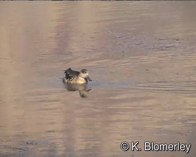 Crested Duck - ML201005601