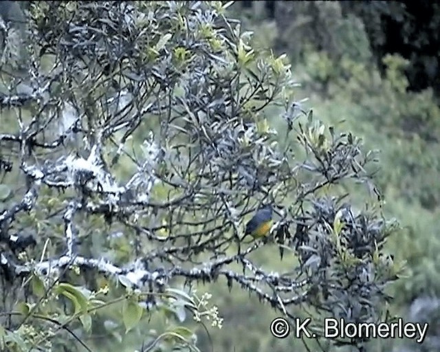 Gözüyaşlı Dağ Tangarası (lacrymosus) - ML201005611