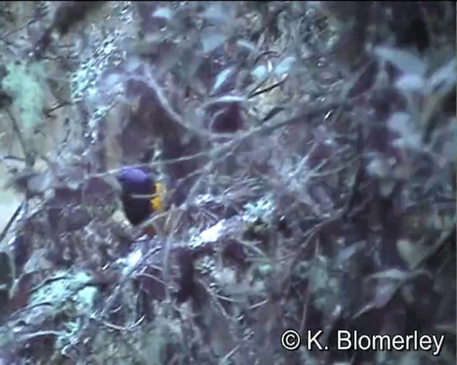 Танагра-короткодзьоб перуанська - ML201005651