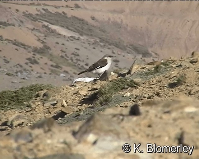 White-bellied Cinclodes - ML201005661