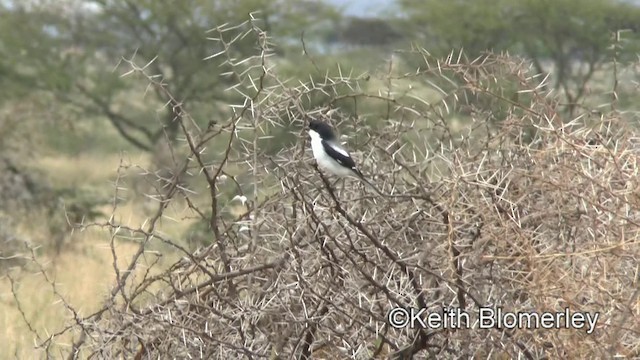 Pie-grièche de Somalie - ML201005691