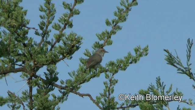 コキバラヒメムシクイ - ML201005721