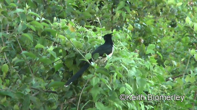 Levaillant's Cuckoo - ML201005741