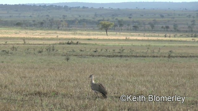 Kori Bustard - ML201005751