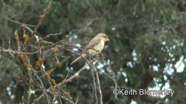 Isabelline Shrike (Daurian) - ML201005791