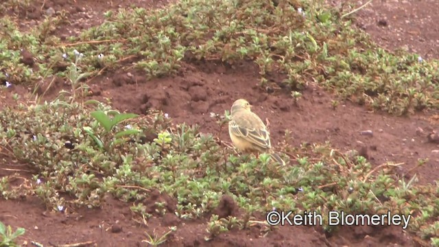 Plain-backed Pipit - ML201005841