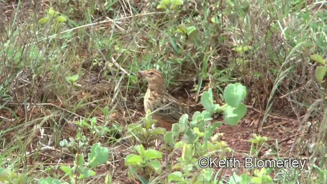 Somali Short-toed Lark (Somali) - ML201005851