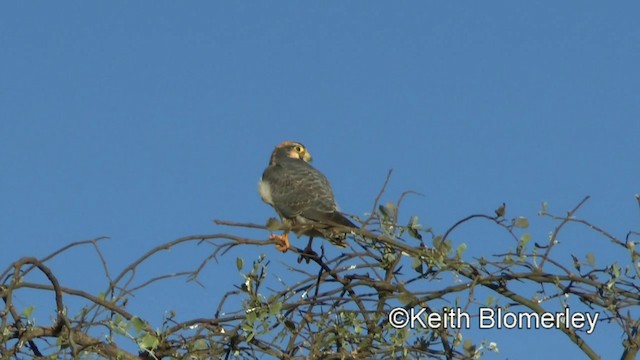 Lanner Falcon - ML201005871