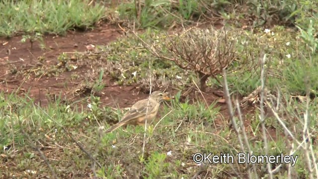 Plain-backed Pipit - ML201005891