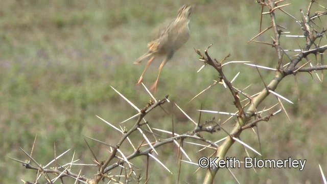 Pectoral-patch Cisticola (Pectoral-patch) - ML201005921