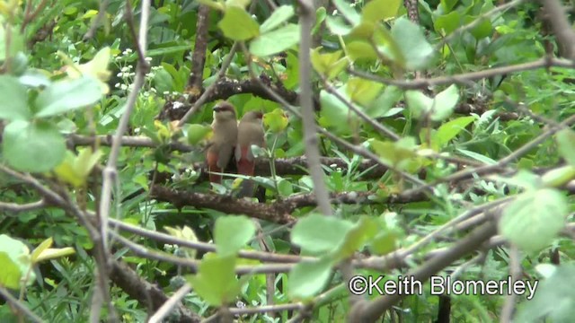 Crimson-rumped Waxbill - ML201005931