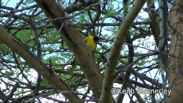 African Black-headed Oriole - ML201005971