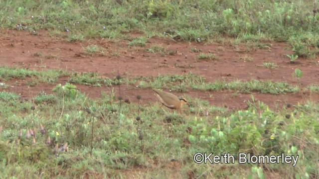 Temminck's Courser - ML201005991