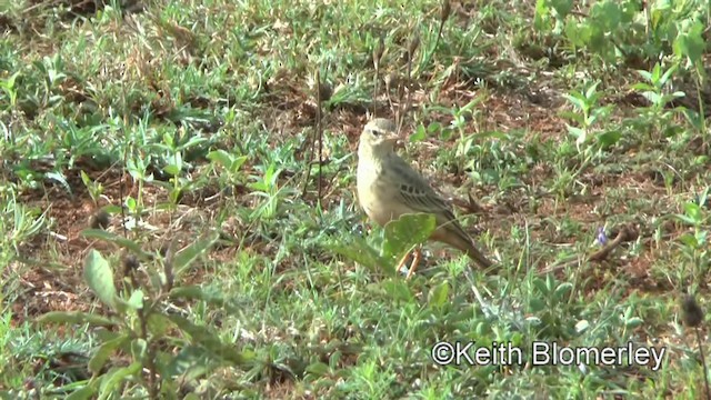 Plain-backed Pipit - ML201006001