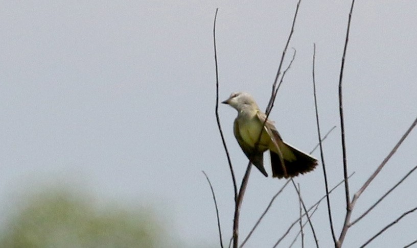 Western Kingbird - Jay McGowan